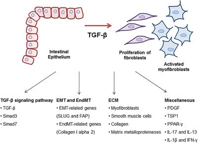 The Molecular Mechanism of Transforming Growth Factor-β Signaling for Intestinal Fibrosis: A Mini-Review